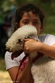 2012-07-01 B & B - Bedlington & Bichon Fun Day (317)_1000x1500